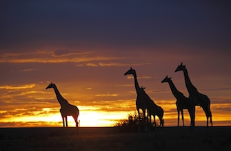 Giraffes at sunset in Africa
