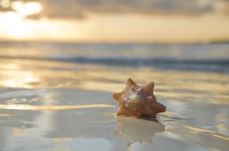 A shell on a beach 